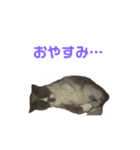 イヌとネコのスタンプ（個別スタンプ：10）