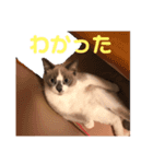 イヌとネコのスタンプ（個別スタンプ：12）