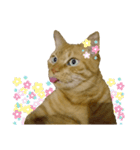 べーねこ スタンプ（個別スタンプ：7）
