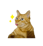 べーねこ スタンプ（個別スタンプ：19）