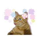 べーねこ スタンプ（個別スタンプ：24）