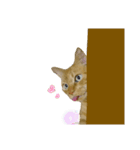 べーねこ スタンプ（個別スタンプ：36）