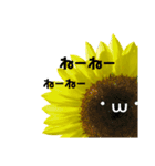 太陽が出ないと枯れちまうよ（個別スタンプ：16）