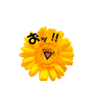 太陽が出ないと枯れちまうよ（個別スタンプ：31）