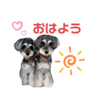シュナウォルwith すもも＆あんず（個別スタンプ：1）