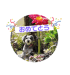シュナウォルwith すもも＆あんず（個別スタンプ：2）