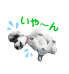 シュナウォルwith すもも＆あんず（個別スタンプ：3）