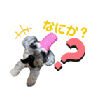 シュナウォルwith すもも＆あんず（個別スタンプ：5）