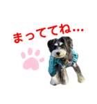 シュナウォルwith すもも＆あんず（個別スタンプ：7）