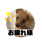 チップさんスタンプ（個別スタンプ：1）