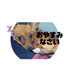 チップさんスタンプ（個別スタンプ：3）
