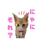 リンちゃんのスタンプ01（個別スタンプ：1）