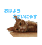 リンちゃんのスタンプ01（個別スタンプ：8）
