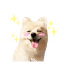 毎日使えるポメラニアンのおもちの日常（個別スタンプ：18）