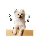 毎日使えるポメラニアンのおもちの日常（個別スタンプ：21）