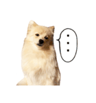 毎日使えるポメラニアンのおもちの日常（個別スタンプ：24）