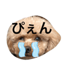 toy.poochan.（個別スタンプ：6）