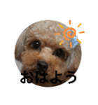 toy.poochan.（個別スタンプ：7）