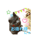 日常で使えるにゃんにゃんこスタンプ（個別スタンプ：1）