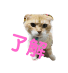 日常で使えるにゃんにゃんこスタンプ（個別スタンプ：2）