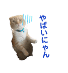 日常で使えるにゃんにゃんこスタンプ（個別スタンプ：11）