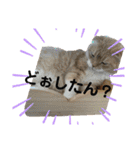日常で使えるにゃんにゃんこスタンプ（個別スタンプ：16）