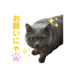 日常で使えるにゃんにゃんこスタンプ（個別スタンプ：18）
