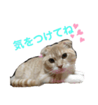 日常で使えるにゃんにゃんこスタンプ（個別スタンプ：21）