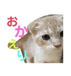 日常で使えるにゃんにゃんこスタンプ（個別スタンプ：23）
