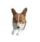 コーギー犬♡てるくん（個別スタンプ：2）