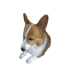 コーギー犬♡てるくん（個別スタンプ：3）