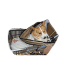 コーギー犬♡てるくん（個別スタンプ：4）