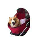コーギー犬♡てるくん（個別スタンプ：6）