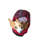 コーギー犬♡てるくん（個別スタンプ：7）