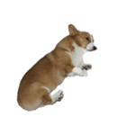 コーギー犬♡てるくん（個別スタンプ：8）