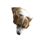 コーギー犬♡てるくん（個別スタンプ：9）