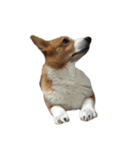 コーギー犬♡てるくん（個別スタンプ：10）