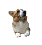 コーギー犬♡てるくん（個別スタンプ：11）