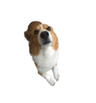 コーギー犬♡てるくん（個別スタンプ：16）