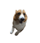 コーギー犬♡てるくん（個別スタンプ：19）