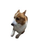 コーギー犬♡てるくん（個別スタンプ：21）