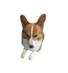 コーギー犬♡てるくん（個別スタンプ：22）