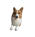 コーギー犬♡てるくん（個別スタンプ：24）