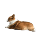 コーギー犬♡てるくん（個別スタンプ：27）