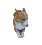 コーギー犬♡てるくん（個別スタンプ：28）