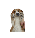 コーギー犬♡てるくん（個別スタンプ：29）