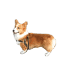 コーギー犬♡てるくん（個別スタンプ：30）