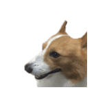 コーギー犬♡てるくん（個別スタンプ：31）