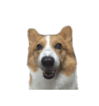 コーギー犬♡てるくん（個別スタンプ：32）