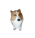 コーギー犬♡てるくん（個別スタンプ：33）
